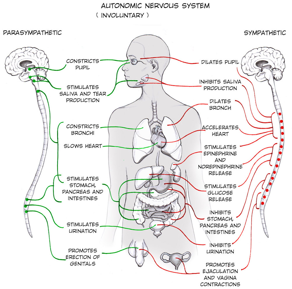 display of on the left the functions of the parasympathetic and on the right the sympathetic nervous system.